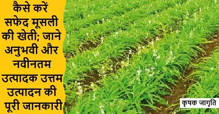 Safed Musli Farming in Hindi: सफेद मूसली कैसे उगाएं
