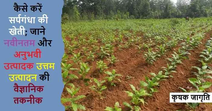 Sarpagandha Farming in Hindi: जाने सर्पगंधा कैसे उगाएं