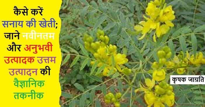 Senna Cultivation in Hindi: जाने सनाय की खेती कैसे करें