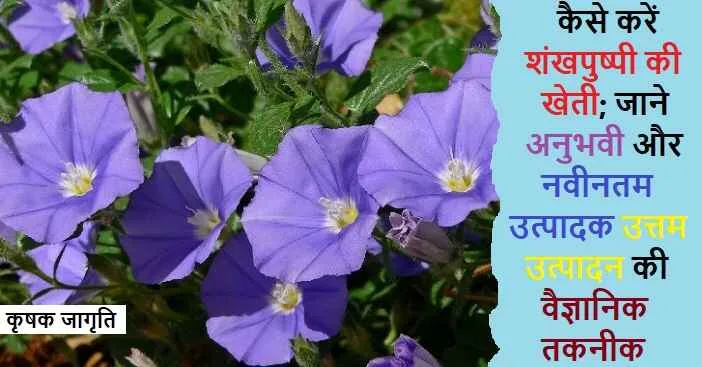Shankhpushpi Farming in Hindi: जाने शंखपुष्पी कैसे उगाएं