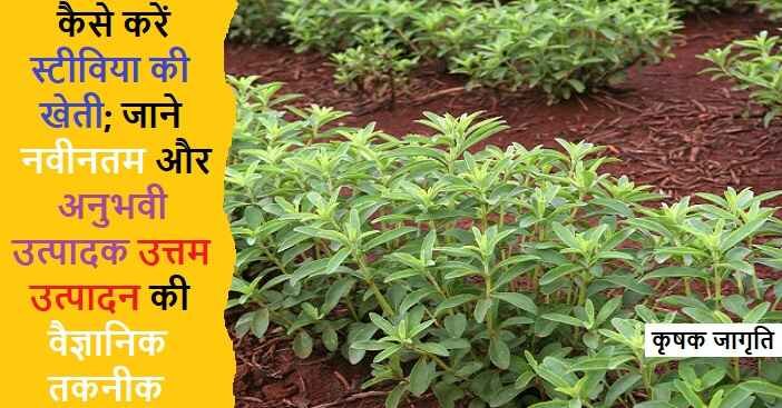 Stevia Farming in Hindi: जाने स्टीविया की खेती कैसे करें