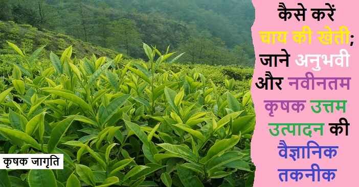 Tea Cultivation in Hindi: जाने चाय की खेती कैसे करें