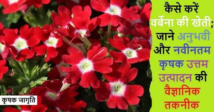 Verbena Farming in Hindi: वर्बेना की बागवानी कैसे करें