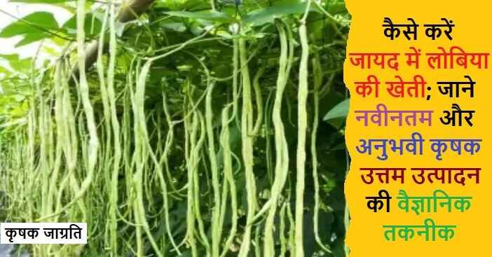 Zaid Cowpea Cultivation in Hindi: जायद लोबिया की खेती