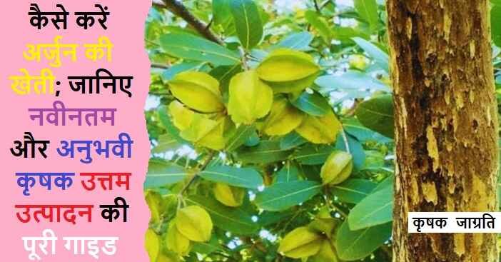 Arjuna Farming in Hindi: जाने अर्जुन की खेती कैसे करें