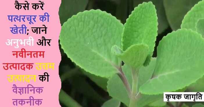 Coleus Farming in Hindi: जाने पत्थरचूर की खेती कैसे करें