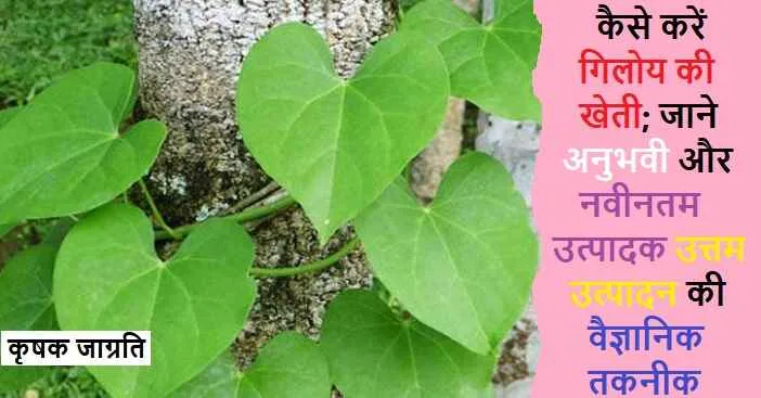Giloy Farming in Hindi: जाने गिलोय की खेती कैसे करें