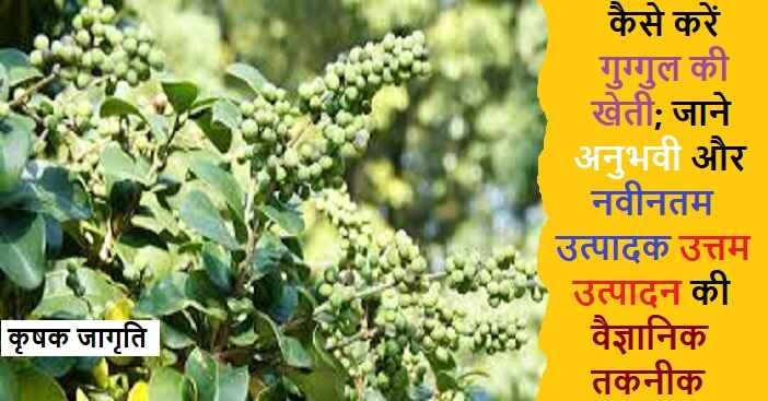 Guggul Farming in Hindi: जाने गुग्गुल की खेती कैसे करें