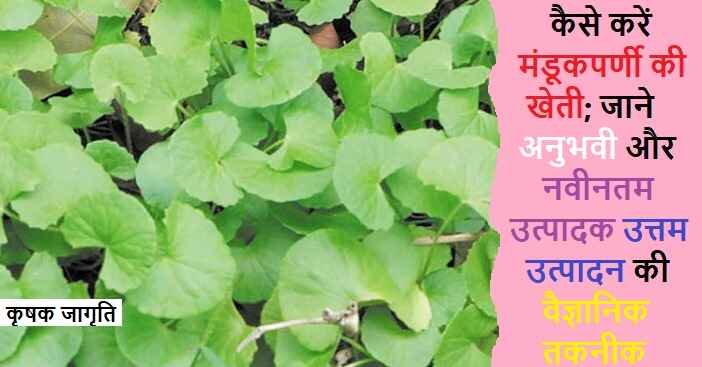 Mandukaparni Farming in Hindi: मंडूकपर्णी कैसे उगाएं