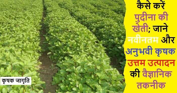 Mint Farming in Hindi: जाने पुदीना की खेती कैसे करें