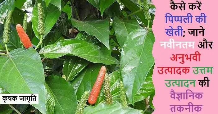 Pippali Farming in Hindi: जाने पिप्पली की खेती कैसे करें