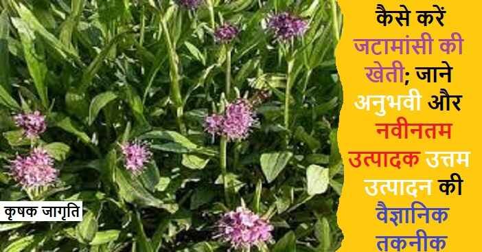 Spikenard Farming in Hindi: जटामांसी की खेती कैसे करें