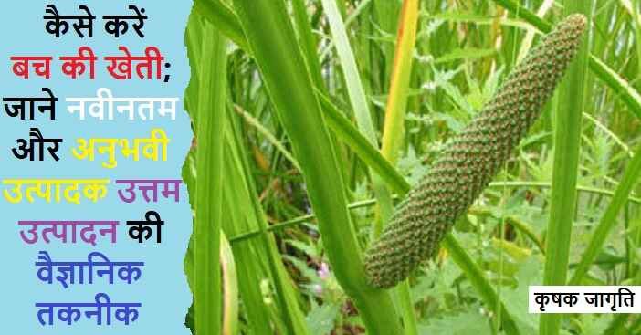 Sweet Flag Farming in Hindi: जाने बच की खेती कैसे करें