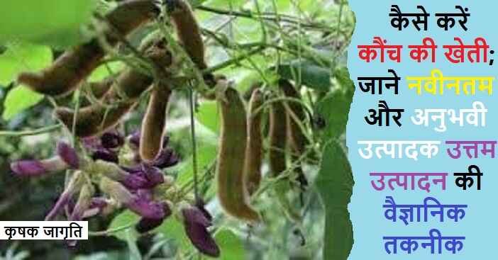 Velvet Bean Farming in Hindi: जाने कौंच की खेती कैसे करें