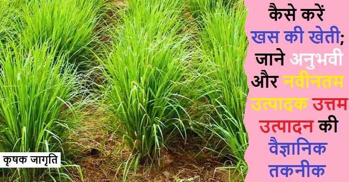 Vetiver Farming in Hindi: जाने खस की खेती कैसे करें
