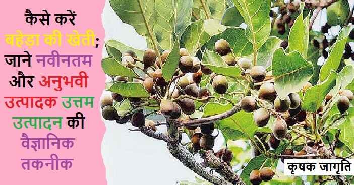Bahera Farming in Hindi: जाने बहेड़ा की खेती कैसे करें