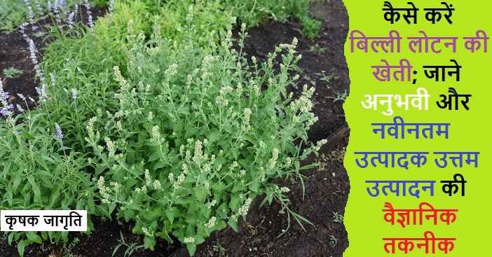 Catnip Cultivation in Hindi: जाने बिल्ली लोटन कैसे उगाएं