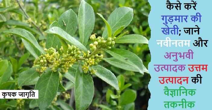 Gymnema Farming in Hindi: मधुनाशिनी की खेती कैसे करें