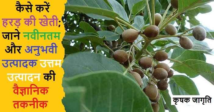 Haritaki Cultivation in Hindi: जाने हरड़ की खेती कैसे करें