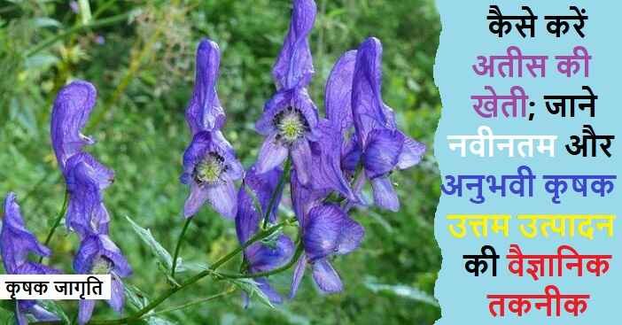Aconitum Farming in Hindi: जाने अतीस की खेती कैसे करें
