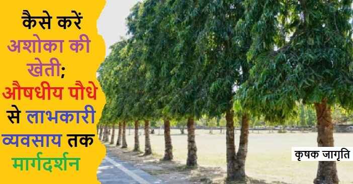 Ashoka Farming in Hindi: जाने अशोका की खेती कैसे करें