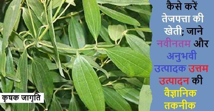 Bay Leaf Farming in Hindi: जाने तेजपत्ता की खेती कैसे करें