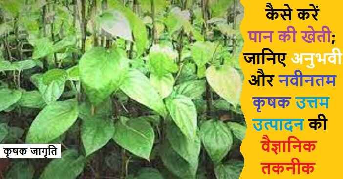 Betel Leaf Farming in Hindi: जाने पान की खेती कैसे करें