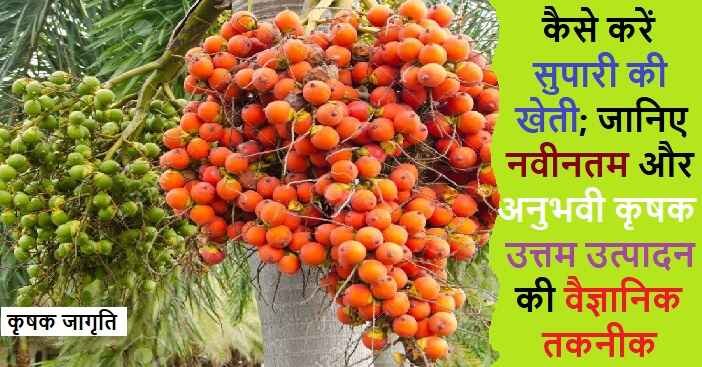 Betel Nut Farming in Hindi: जाने सुपारी की खेती कैसे करें