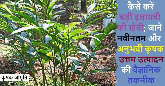Black Cardamom Farming: जाने बड़ी इलायची कैसे उगाएं