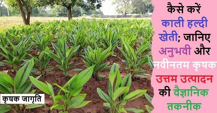 Black Turmeric Farming in Hindi: काली हल्दी कैसे उगाएं