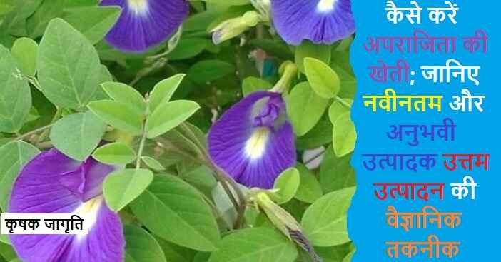 Butterfly Pea Farming: जाने अपराजिता की खेती कैसे करें