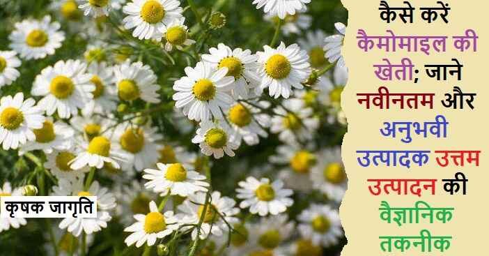 Chamomile Farming in Hindi: जाने कैमोमाइल कैसे उगाएं