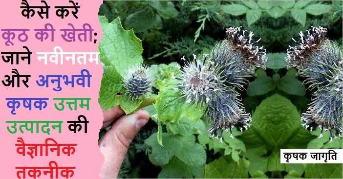 Costus Root Farming in Hindi: कूठ की खेती कैसे करें