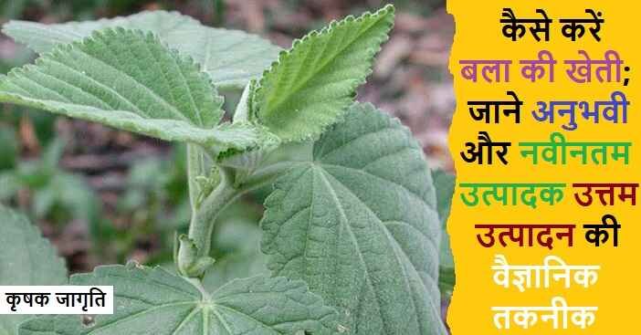 Country Mallow Farming in Hindi: बला की खेती कैसे करें