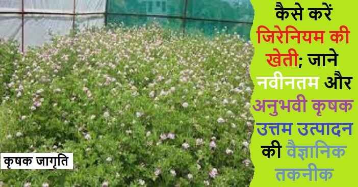 Geranium Farming in Hindi: जिरेनियम की खेती कैसे करें