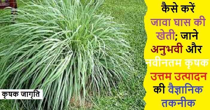 Java Grass Farming in Hindi: जाने जावा घास कैसे उगाएं