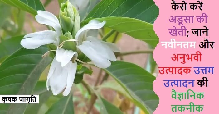 Malabar Nut Farming in Hindi: अडूसा की खेती कैसे करें