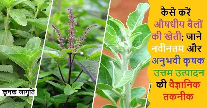Medicinal Vines Farming: औषधीय बैलों की खेती कैसे करें