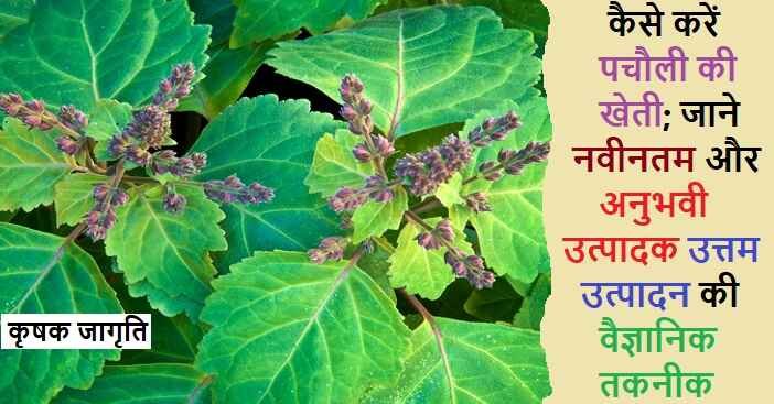 Patchouli Farming in Hindi: पचौली की खेती कैसे करें
