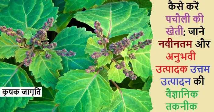 Patchouli Farming in Hindi: पचौली की खेती कैसे करें