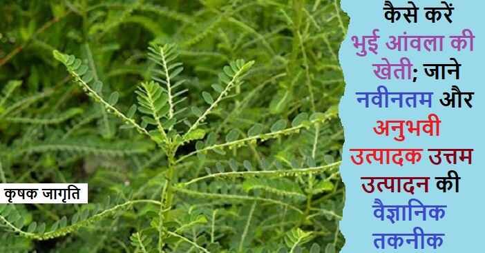 Phyllanthus Niruri Farming: भुई आंवला की खेती कैसे करें