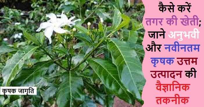 Valerian Farming in Hindi: जाने तगर की खेती कैसे करें