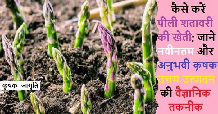 Yellow Asparagus Farming: जाने पीली शतावरी कैसे उगाएं