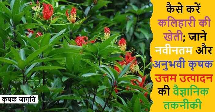 Flame lily Farming in Hindi: कलिहारी की खेती कैसे करें