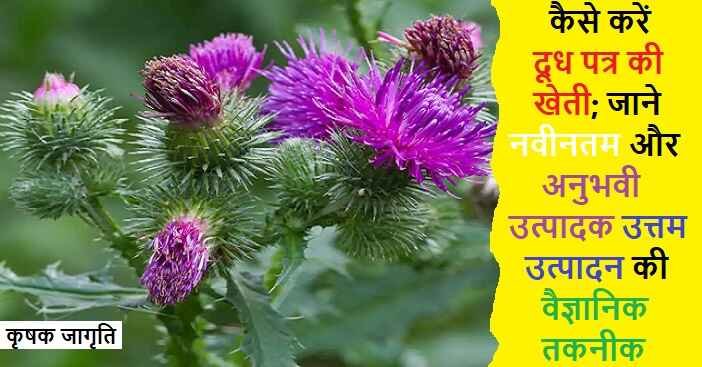 Milk Thistle Farming in Hindi: दूध पत्र की खेती कैसे करें