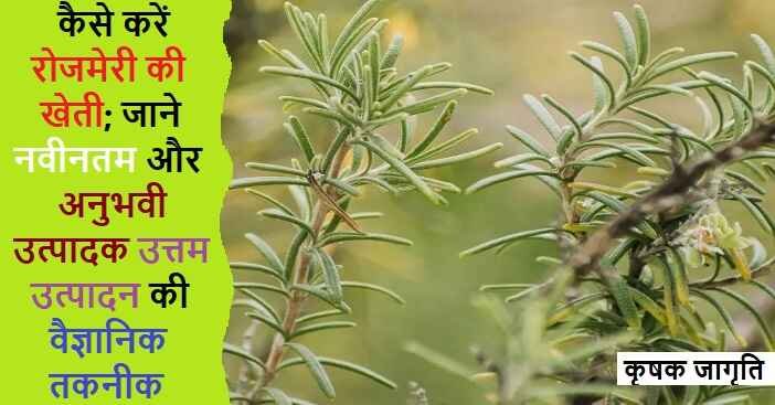 Rosemary Farming in Hindi: रोजमेरी की खेती कैसे करें