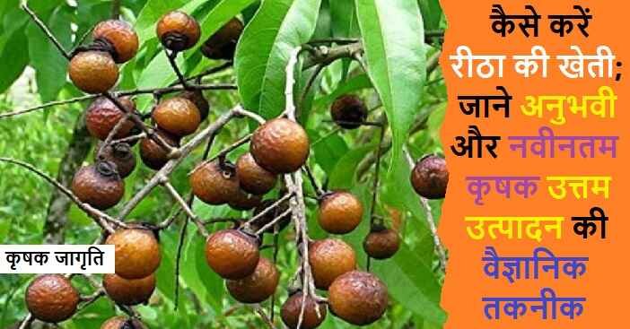Soapnut Farming in Hindi: जाने रीठा की खेती कैसे करें